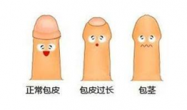 阴茎视频,探索生理奥秘与性教育启示